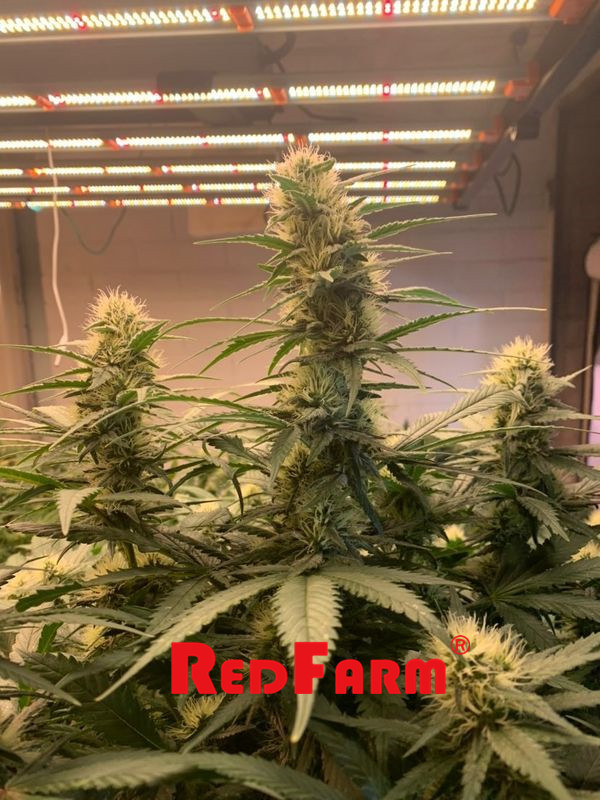 OEM High Yield UV IR 1000W LED เติบโตแสงสำหรับพืชในร่ม 5